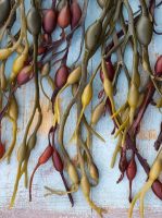 Bladderwrack can come in a variety of colors depending on several factors, but they are all equally effective.