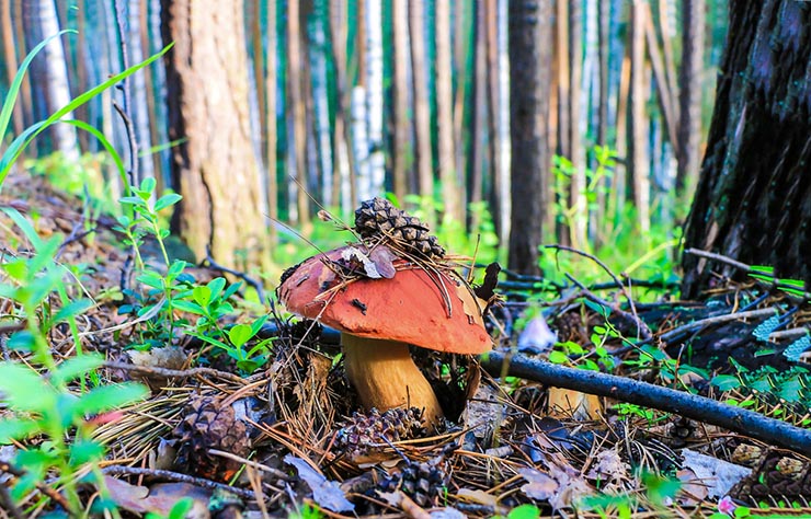 Can The Use Of Medicinal Mushrooms Really Help?